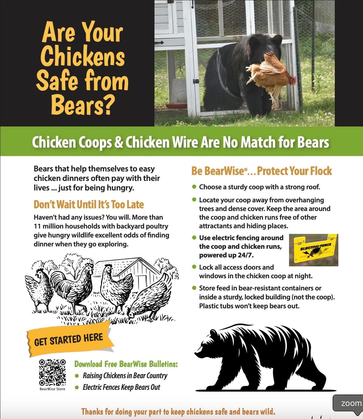Are Your Chickens Safe from Bears? flyer