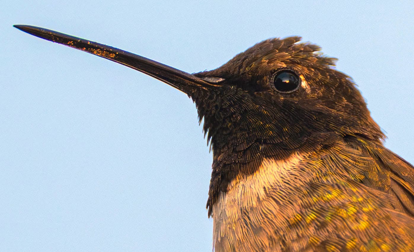Close-up wildlife portrait of a hummingbird at golden hour by Robert Brown Photography.